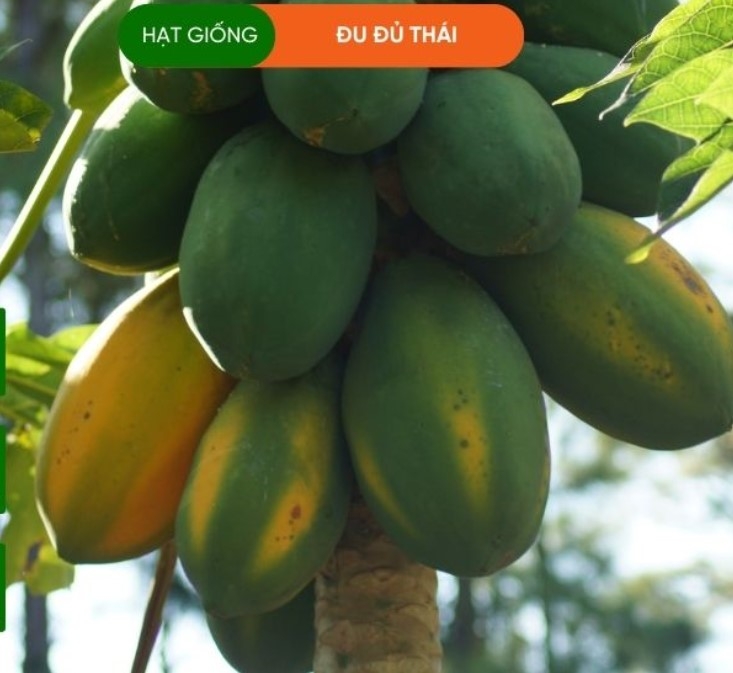 HẠT GIỐNG ĐU ĐỦ THÁI