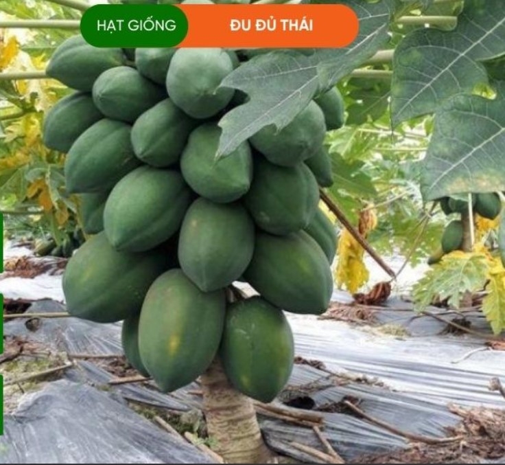 HẠT GIỐNG ĐU ĐỦ THÁI