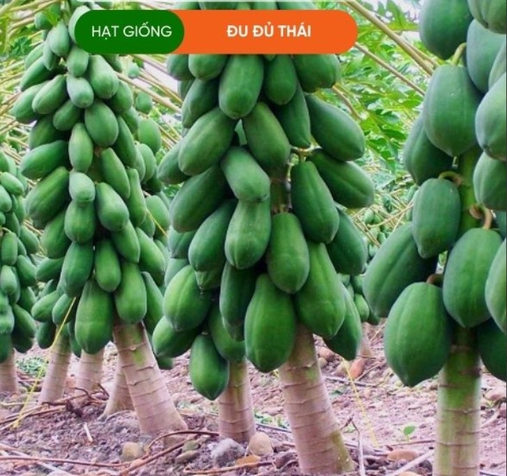 HẠT GIỐNG ĐU ĐỦ THÁI