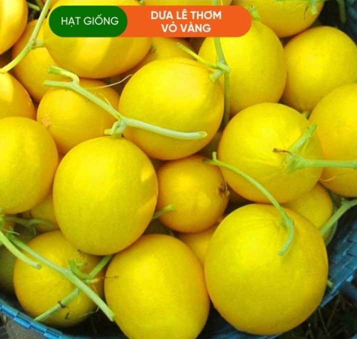 HẠT GIỐNG DƯA LÊ HOÀNG KIM