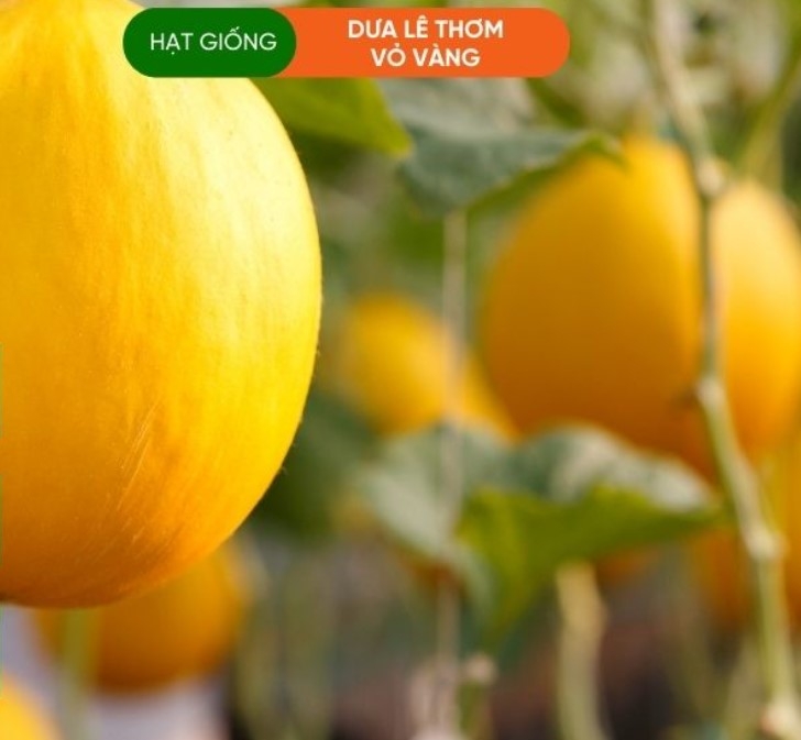 HẠT GIỐNG DƯA LÊ HOÀNG KIM