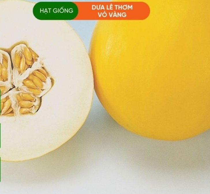 HẠT GIỐNG DƯA LÊ HOÀNG KIM