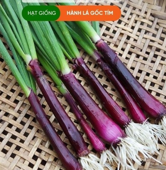 HẠT GIỐNG HÀNH LÁ GỐC TÍM
