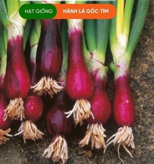 HẠT GIỐNG HÀNH LÁ GỐC TÍM
