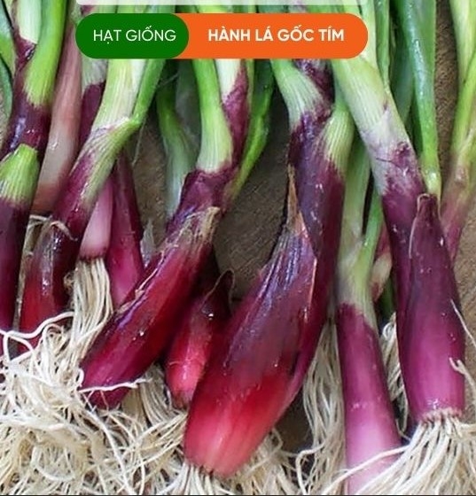 HẠT GIỐNG HÀNH LÁ GỐC TÍM