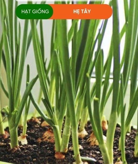 HẠT GIỐNG HẸ TÂY