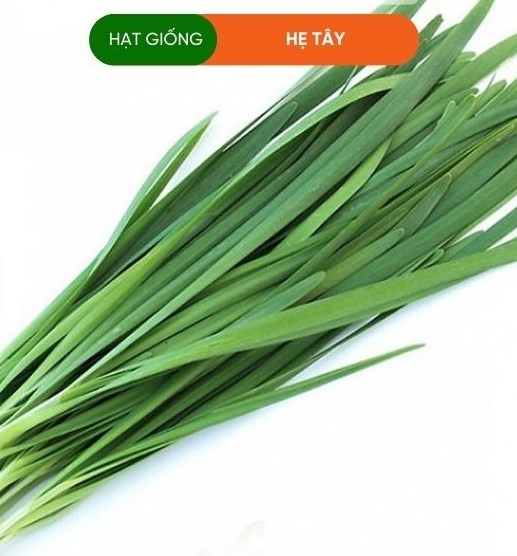 HẠT GIỐNG HẸ TÂY