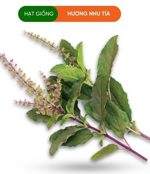 HẠT GIỐNG HƯƠNG NHƯ TÍA