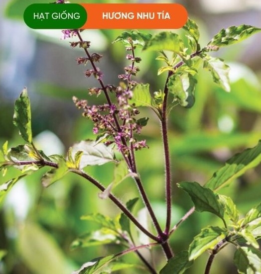 HẠT GIỐNG HƯƠNG NHƯ TÍA