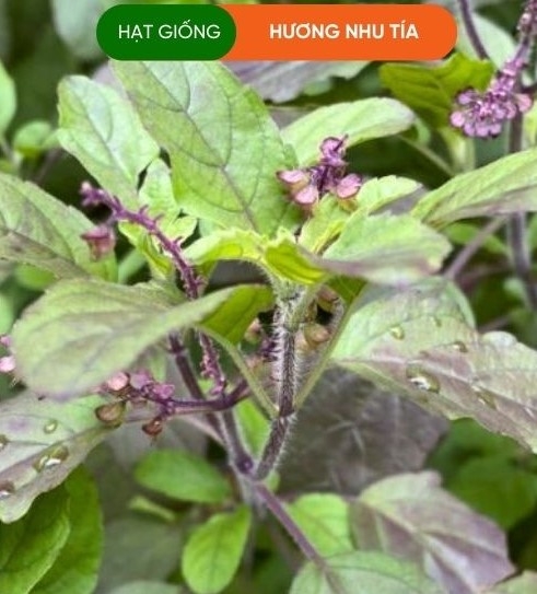 HẠT GIỐNG HƯƠNG NHƯ TÍA