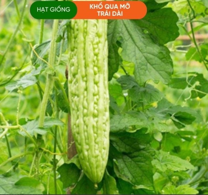 HẠT GIỐNG KHỔ QUA MỠ TRÁI DÀI