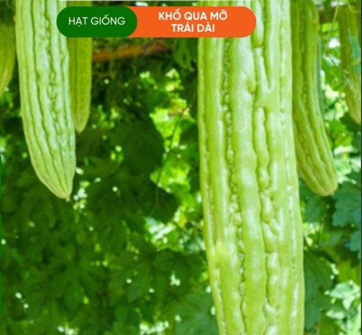 HẠT GIỐNG KHỔ QUA MỠ TRÁI DÀI