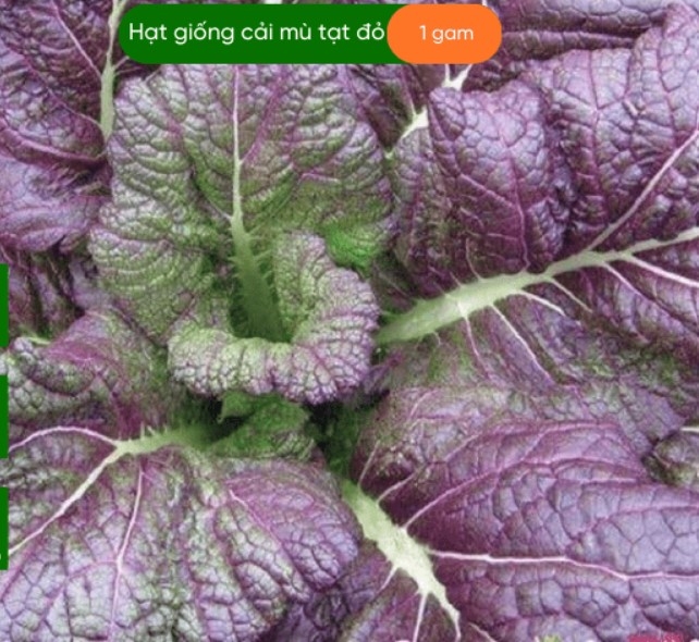 HẠT GIỐNG MÙ TẠT ĐỎ