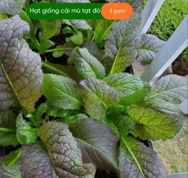 HẠT GIỐNG MÙ TẠT ĐỎ