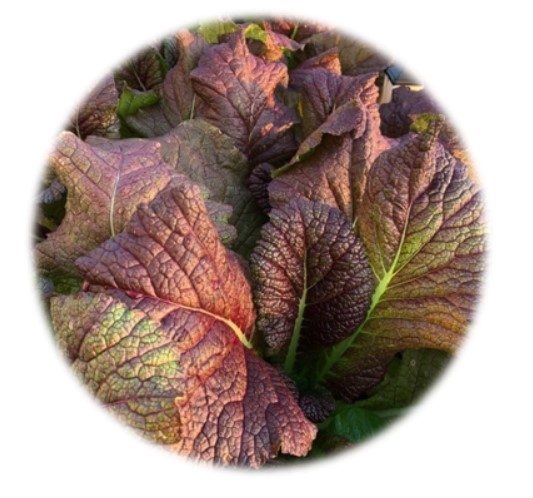 HẠT GIỐNG MÙ TẠT ĐỎ