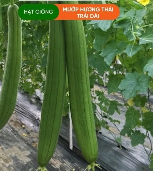 HẠT GIỐNG MƯỚP HƯƠNG THÁI TRÁI DÀI