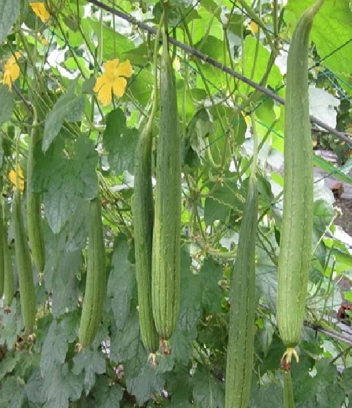 HẠT GIỐNG MƯỚP HƯƠNG THÁI TRÁI DÀI