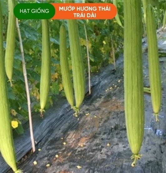HẠT GIỐNG MƯỚP HƯƠNG THÁI TRÁI DÀI