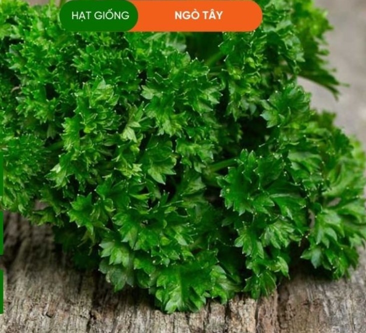 HẠT GIỐNG NGÒ TÂY