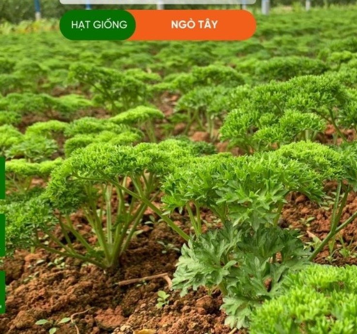 HẠT GIỐNG NGÒ TÂY