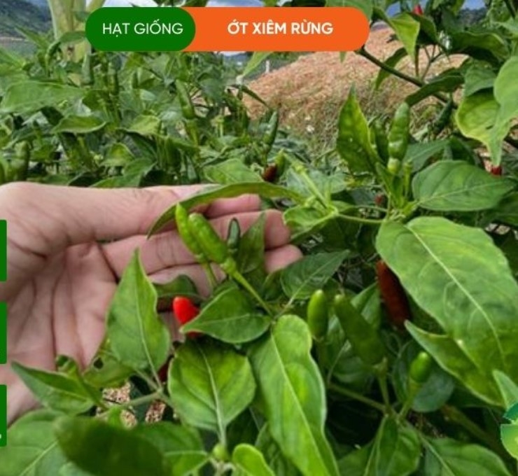 HẠT GIỐNG ỚT XIÊM RỪNG