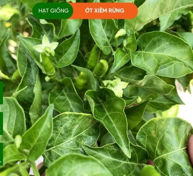 HẠT GIỐNG ỚT XIÊM RỪNG