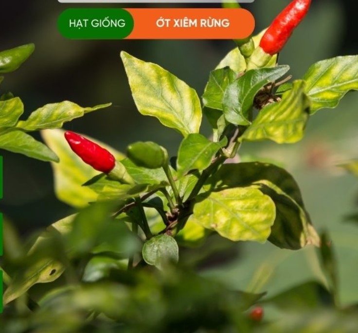 HẠT GIỐNG ỚT XIÊM RỪNG