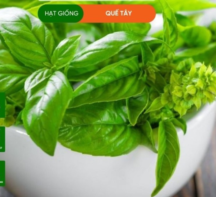 HẠT GIỐNG RAU QUẾ TÂY