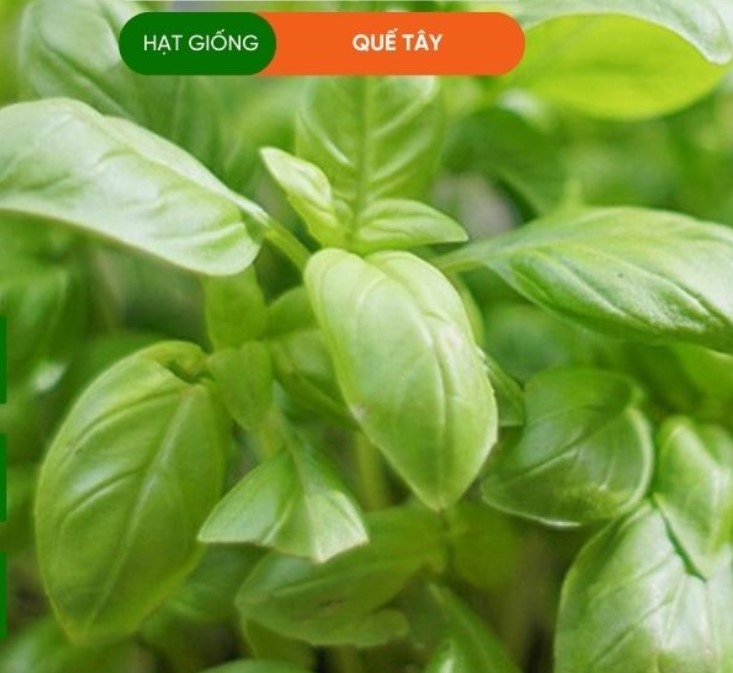 HẠT GIỐNG RAU QUẾ TÂY