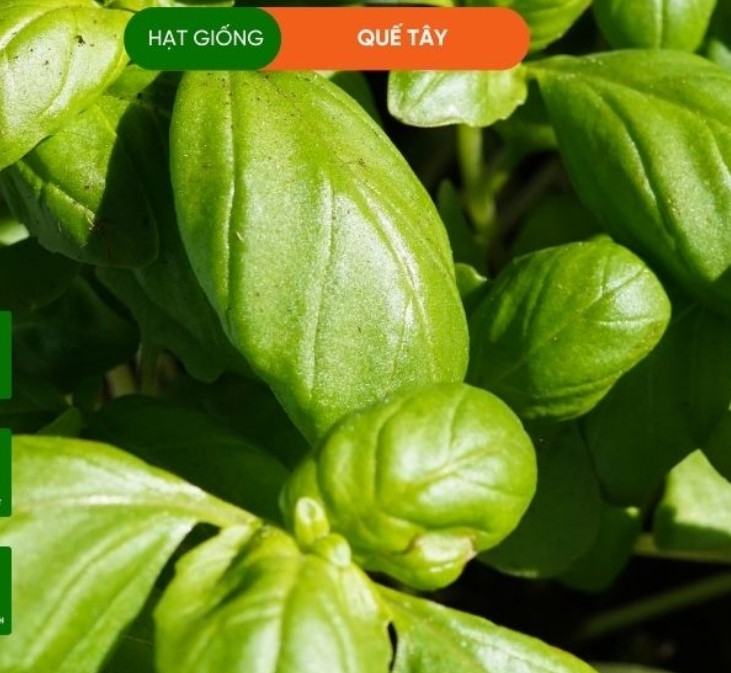 HẠT GIỐNG RAU QUẾ TÂY