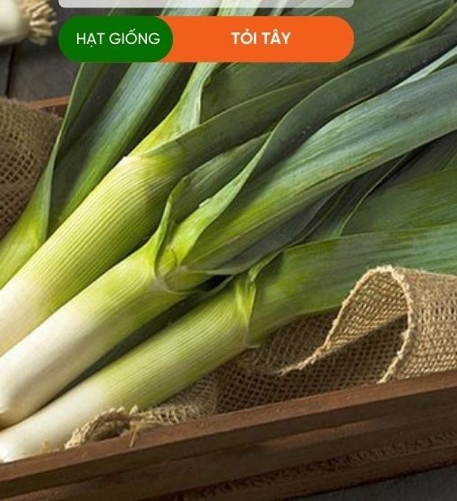 HẠT GIỐNG TỎI TÂY
