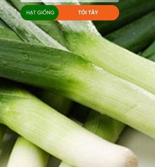 HẠT GIỐNG TỎI TÂY