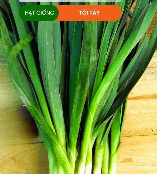 HẠT GIỐNG TỎI TÂY