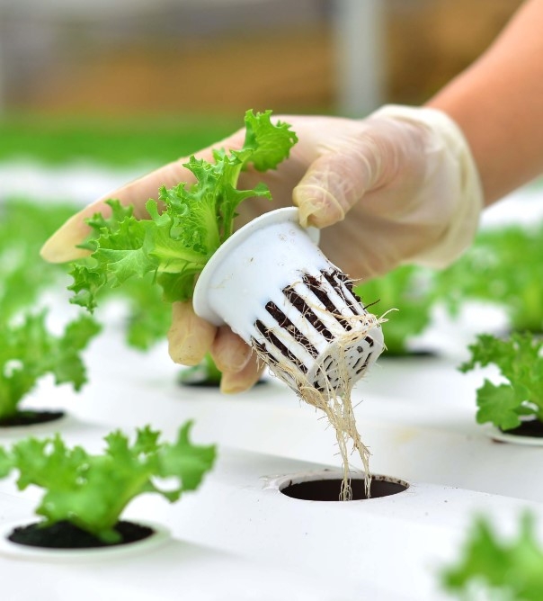 HẠT GIỐNG XÀ LÁCH