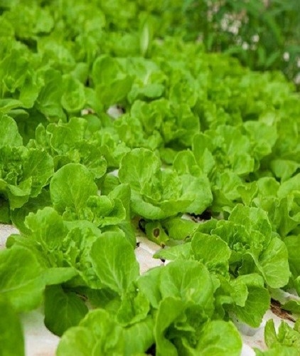 HẠT GIỐNG XÀ LÁCH