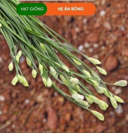 HẠT GIỐNG BÔNG HẸ