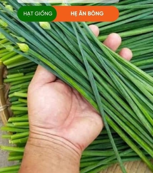 HẠT GIỐNG BÔNG HẸ