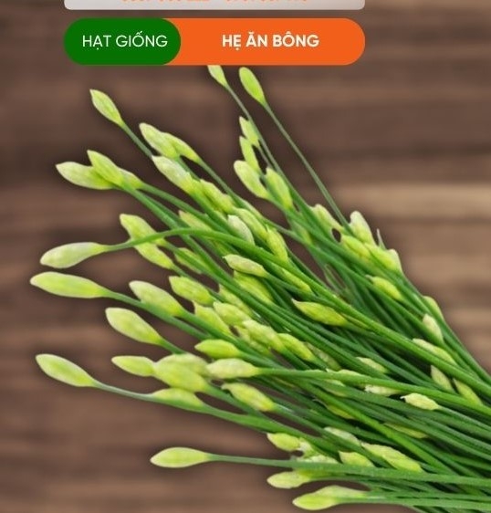 HẠT GIỐNG BÔNG HẸ