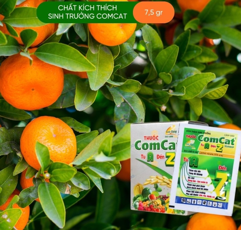 KÍCH THÍCH SINH TRƯỞNG COMCAT