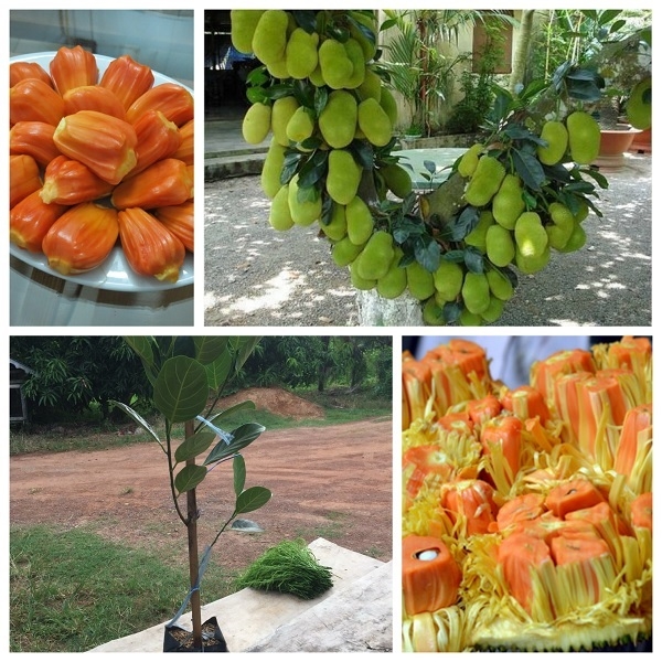 CÂY GIỐNG MÍT RUỘT ĐỎ SƠ VÀNG INDO