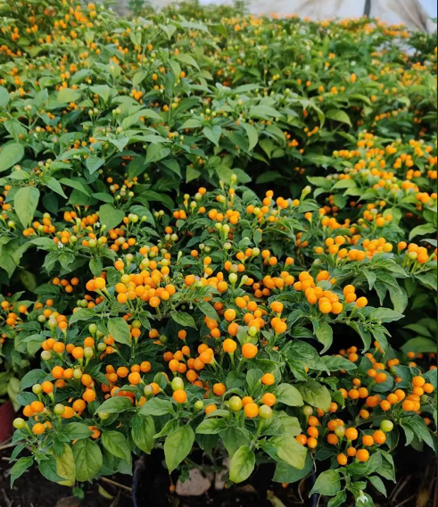 Cây giống ớt peru