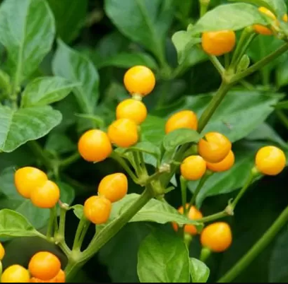 Cây giống ớt peru