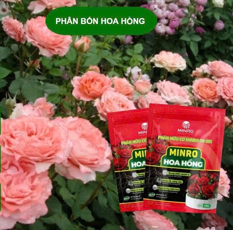 PHÂN BÓN HOA HỒNG
