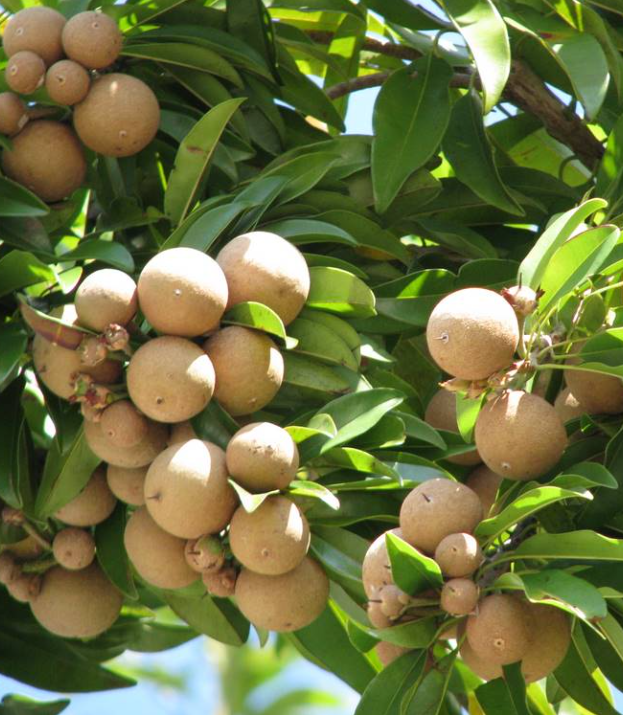 CÂY GIỐNG SAPOCHE