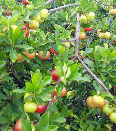 CÂY GIỐNG SƠ RI THÁI