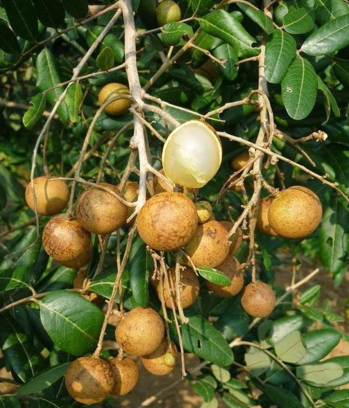 CÂY GIỐNG THANH NHÃN