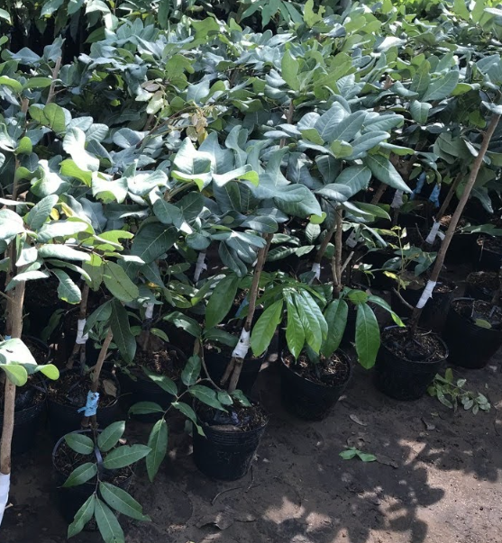 CÂY GIỐNG THANH NHÃN