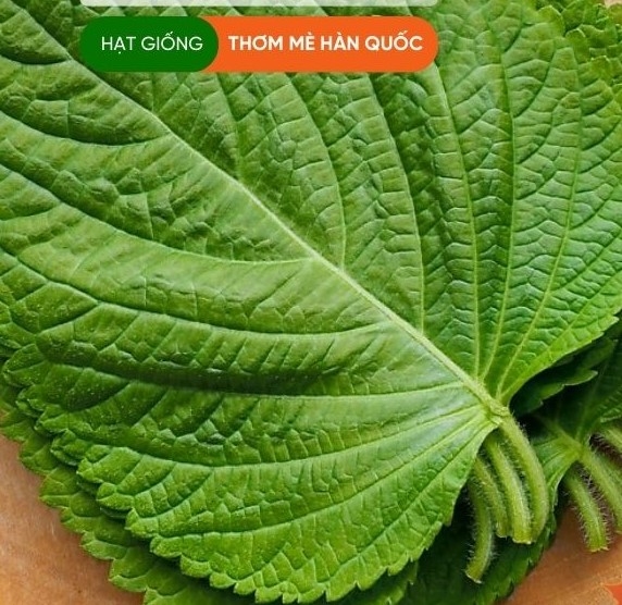 Hạt giống lá mè Hàn Quốc