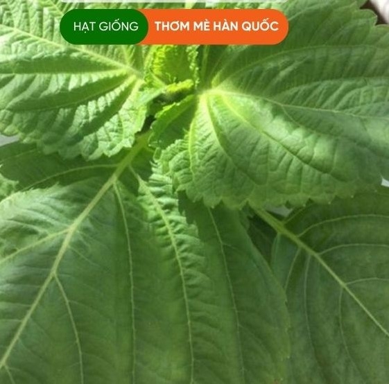 Hạt giống lá mè Hàn Quốc