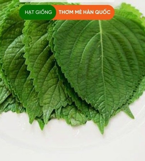 Hạt giống lá mè Hàn Quốc